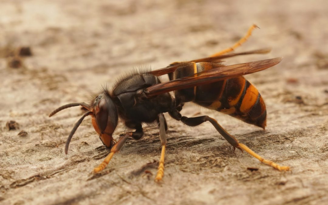 Lutte contre la prolifération du frelon asiatique