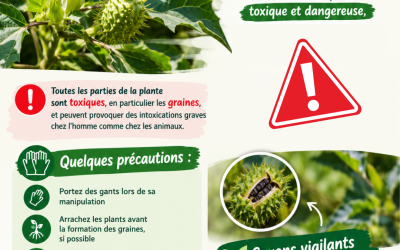 Attention au DATURA !